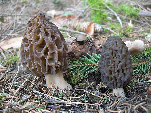 Le prime specie primaverili